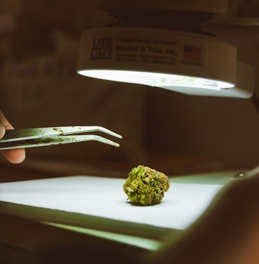 Сорт конопли Auto Pineapple feminised от RuSeeds