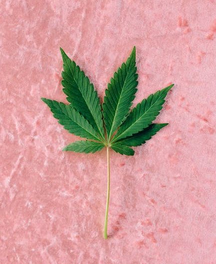 Выращивание конопли из семян