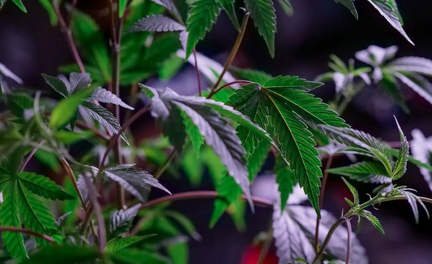 Полезные свойства и применение семян конопли