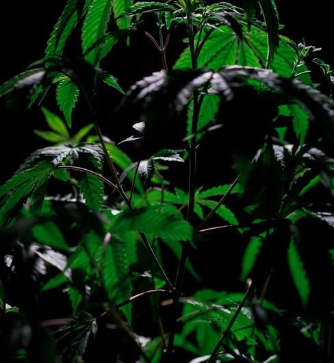 Семена конопли польза и применение в кулинарии и медицине