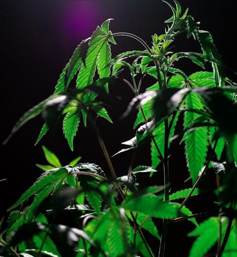 Семена конопли полезные свойства и применение