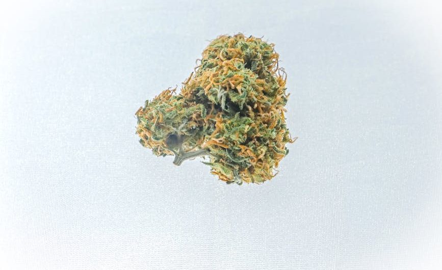 Покупка семян конопли с доставкой и уход за растениями