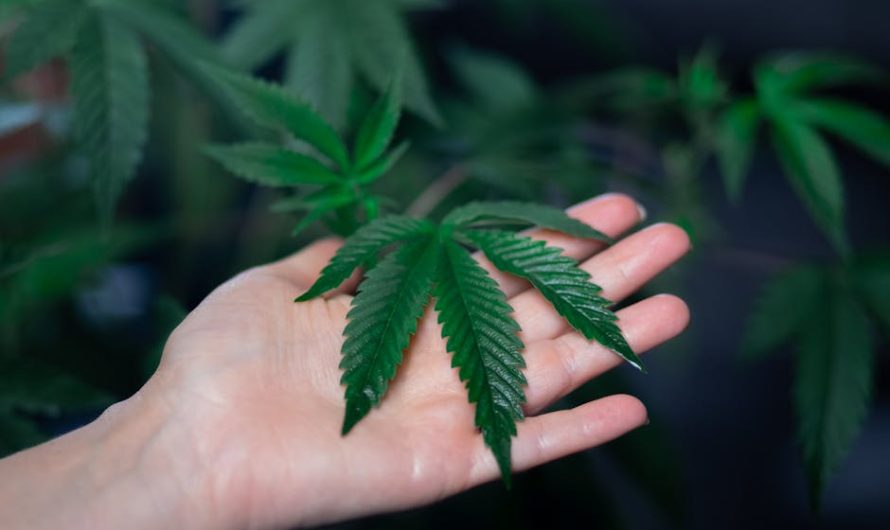 Заказ семян конопли почтой: преимущества и особенности выращивания