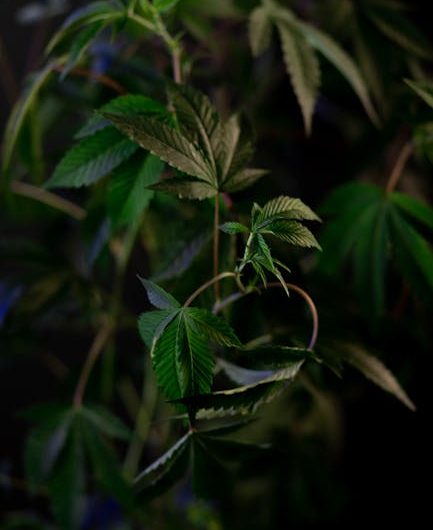 Семена Конопли в Москве Доставка Курьером и Преимущества Продукта