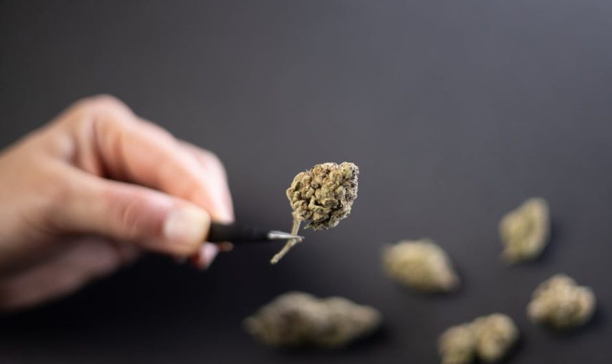 Выращивание марихуаны из семян