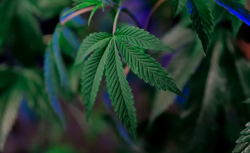 Феминизированные автоцветущие семена конопли