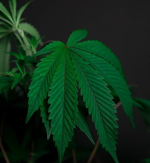 Семена конопли Auto Cheese feminised от Breeders Community Seeds