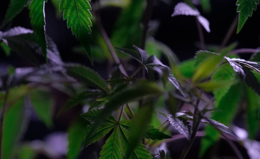 Семена Гибриды Конопли Преимущества и Особенности Выращивания