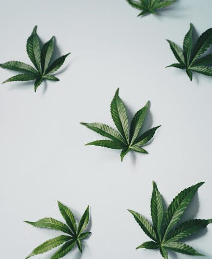 Покупка семян конопли в интернет-магазине и уход за растениями