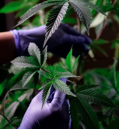 Где купить семена конопли в России