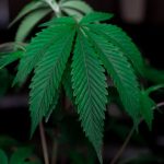 Семена конопли в Москве: свойства и применение image_404.jpg