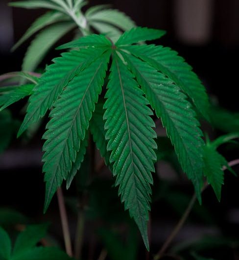 Семена конопли в Москве: свойства и применение