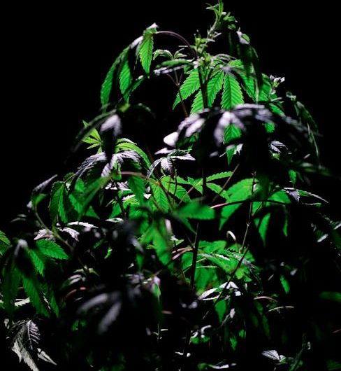 Семена конопли Шишкин: особенности и преимущества использования