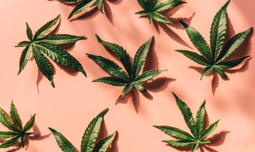 Полезные свойства и использование семян конопли