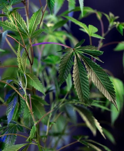 Семена конопли Auto Red Poison feminised от Ganja Seeds