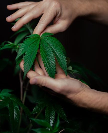 Семена конопли в Калуге: особенности и применение