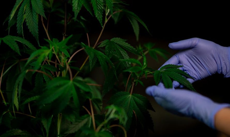 Особенности семян конопли The Ultimate feminised Ganja Seeds