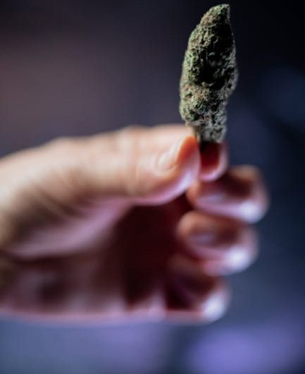 Семена конопли New Moon feminised от Ganja Seeds