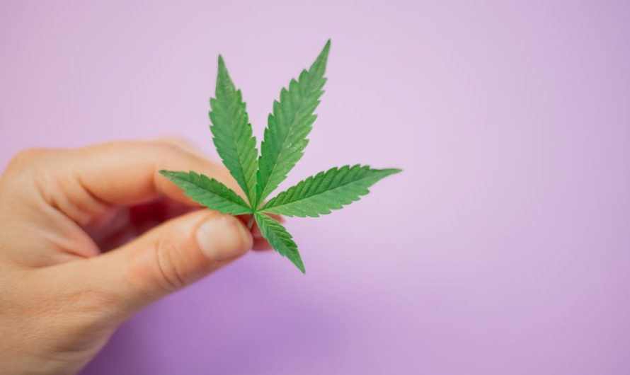 Семена конопли Great White Shark feminised от Ganja Seeds