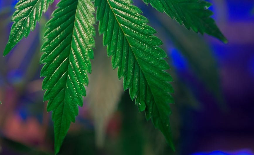 Сорт конопли Auto Diesel Ryder от Ganja Seeds