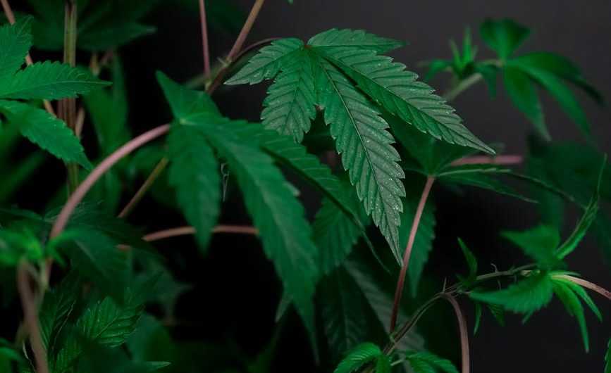 Селекционные семена конопли особенности и преимущества