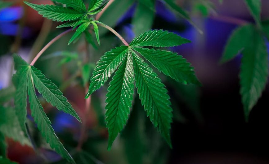 Когда созревают семена конопли и как их использовать