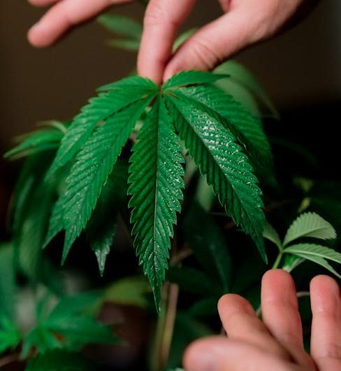 Женские семена конопли и их преимущества