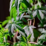 Цена семян конопли и факторы влияющие на нее image_44.jpg