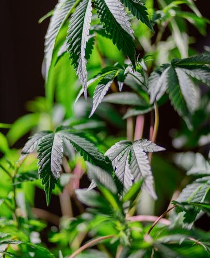 Цена семян конопли и факторы влияющие на нее