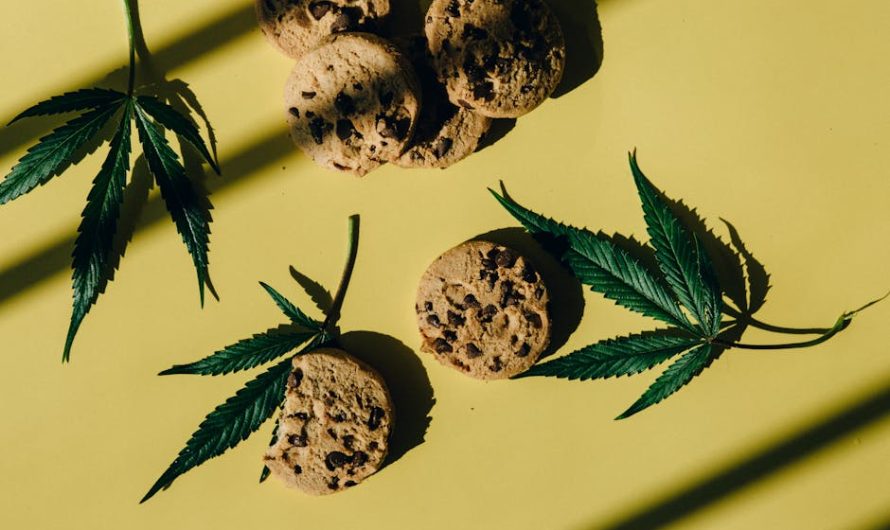 Где купить лучшие семена конопли и как за ними ухаживать