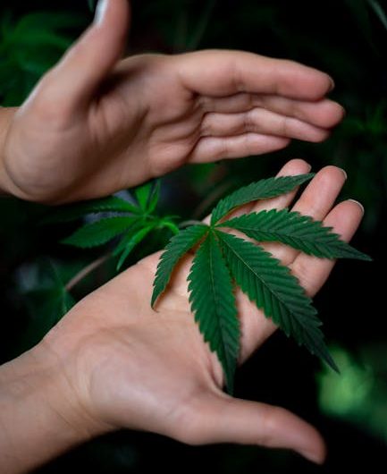 Семена конопли Auto Sol Haze feminised от Seeds of Life