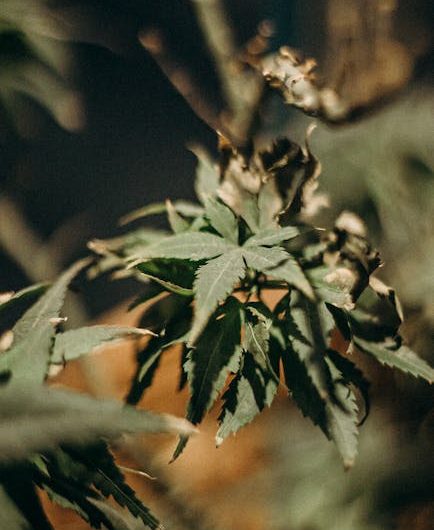 Семена конопли Auto Mazar от Ganja Seeds