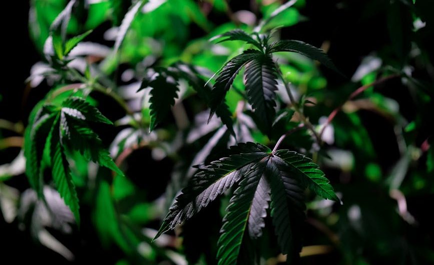 Семена конопли Auto Moby Dick feminised от Dinafem Seeds