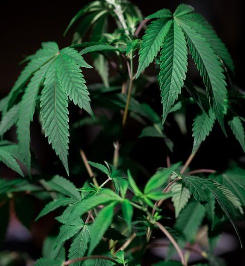 Семена конопли Auto Malana Bomb feminised Barneys Farm