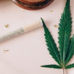 Семена конопли CBD-enriched Warlock feminised от Serious Seeds image_469.jpg