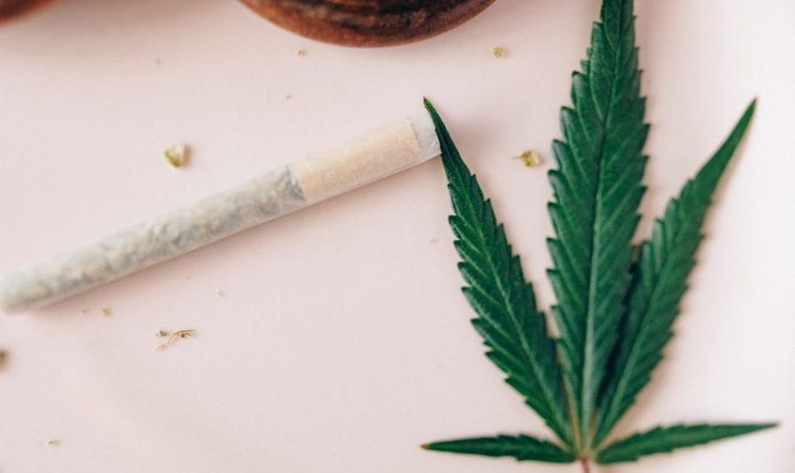 Семена конопли CBD-enriched Warlock feminised от Serious Seeds