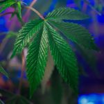 Семена марихуаны из Голландии image_485.jpg