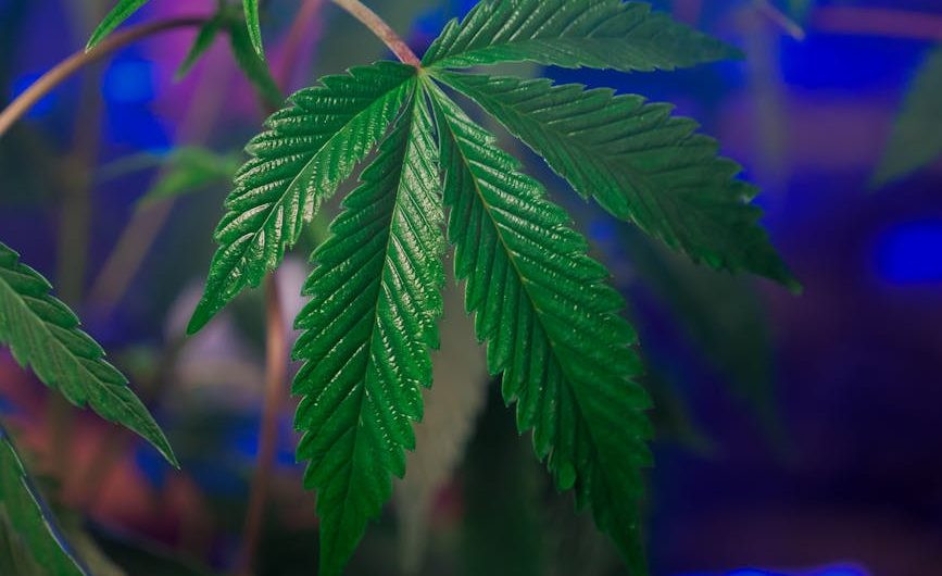 Семена марихуаны из Голландии