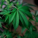 Семена конопли Sensi Star feminised от Ganja Seeds image_486.jpg