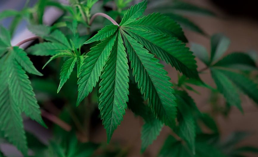 Семена конопли Sensi Star feminised от Ganja Seeds