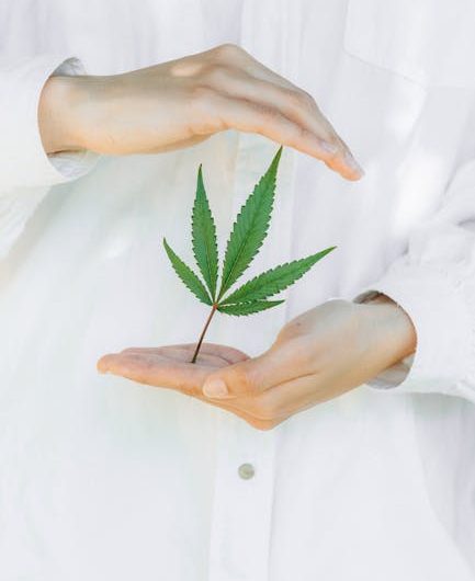 Семена конопли их польза и особенности выращивания