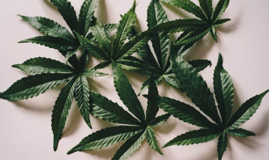 Выращивание марихуаны из семян