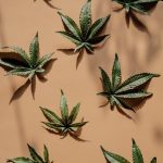 Семена конопли Durban Poison от Dutch Passion Seeds image_498.jpg