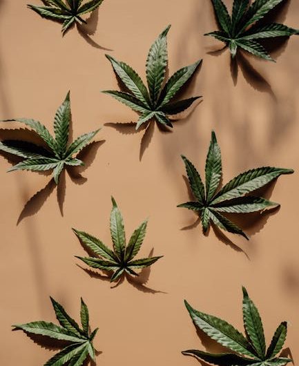 Семена конопли Durban Poison от Dutch Passion Seeds