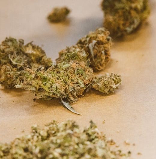 Семена конопли New York Diesel CBD feminised от Ganja Seeds