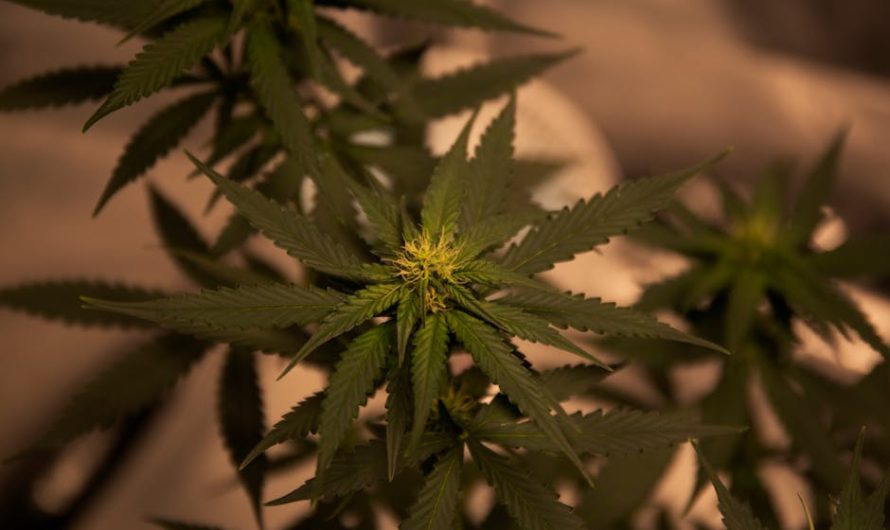 Сбор и хранение семян конопли