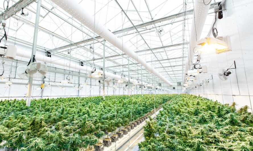 Срок годности семян конопли и способы их хранения