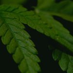 Семена конопли Auto Monster Mash feminised от Exotic Seed image_511.jpg