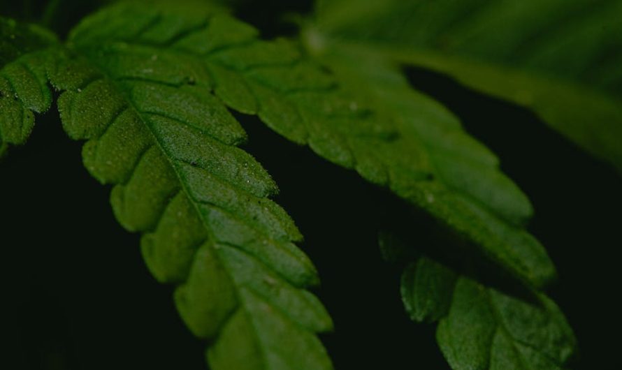 Семена конопли Auto Monster Mash feminised от Exotic Seed