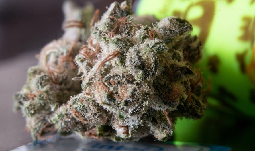 Семена конопли Auto Moscow feminised от Ganja Seeds